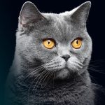 غذای خشک گربه عقیم شده رفلکس پلاس