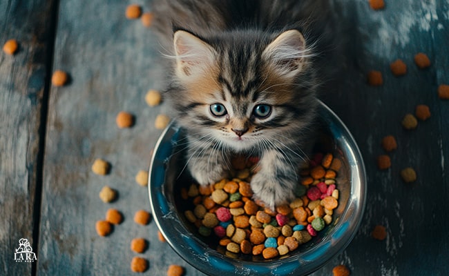 نقش لارا پت در ایجاد رژیم غذایی متعادل برای گربه