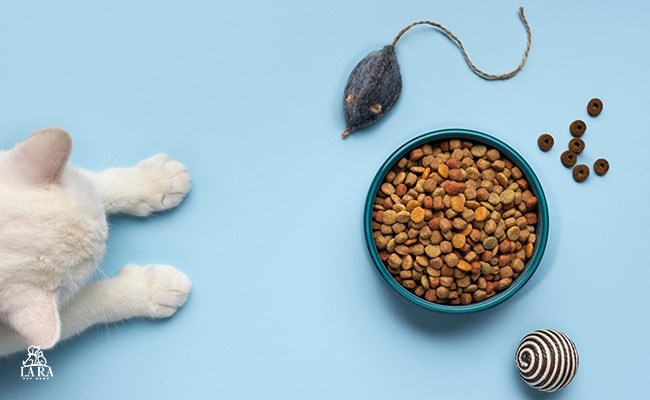 چرا غذای خشک برای گربه‌ها انتخاب مناسبی است؟
