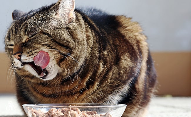کنترل سرعت غذا خوردن