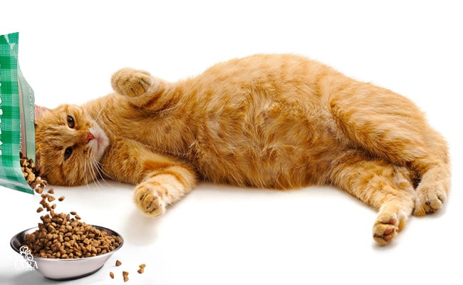 مکمل‌های غذایی